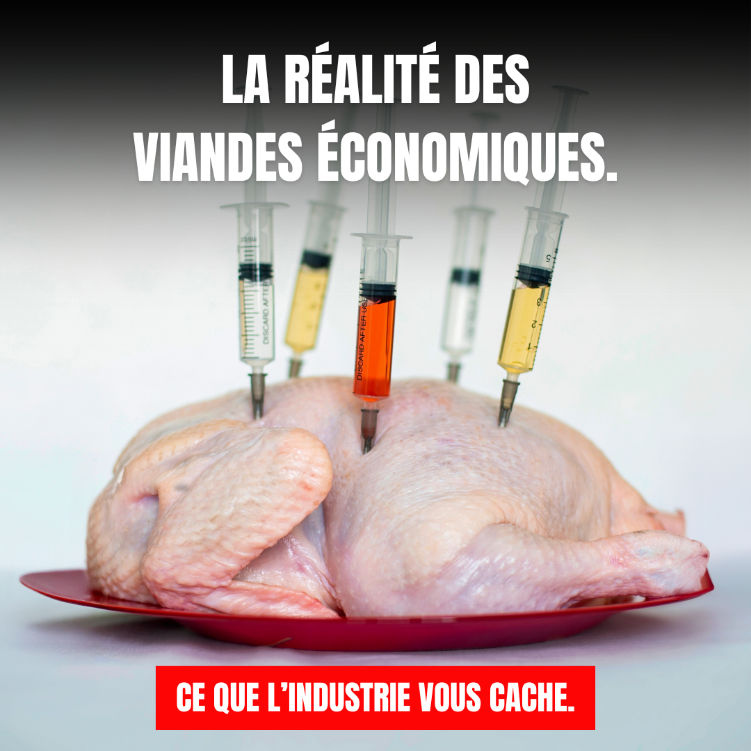 La réalité des viandes économiques. Ce que l’industrie vous cache.